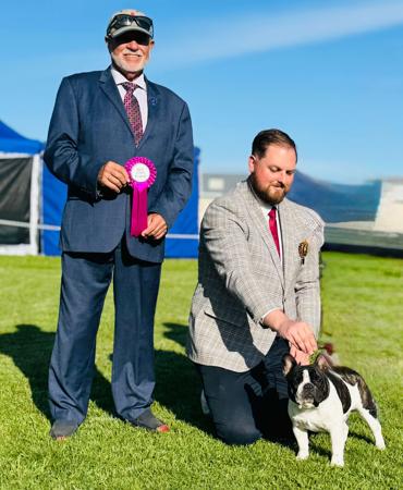 French Bulldog for sale by ODDSKI