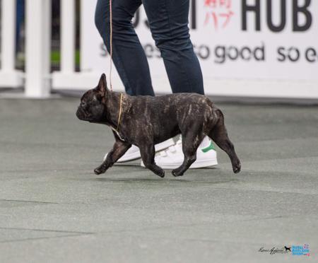 French Bulldog for sale by ODDSKI