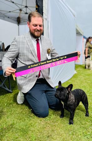 French Bulldog for sale by ODDSKI