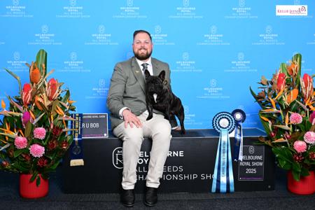 French Bulldog for sale by ODDSKI