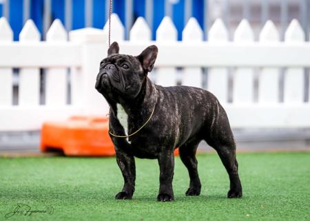 French Bulldog for sale by ODDSKI