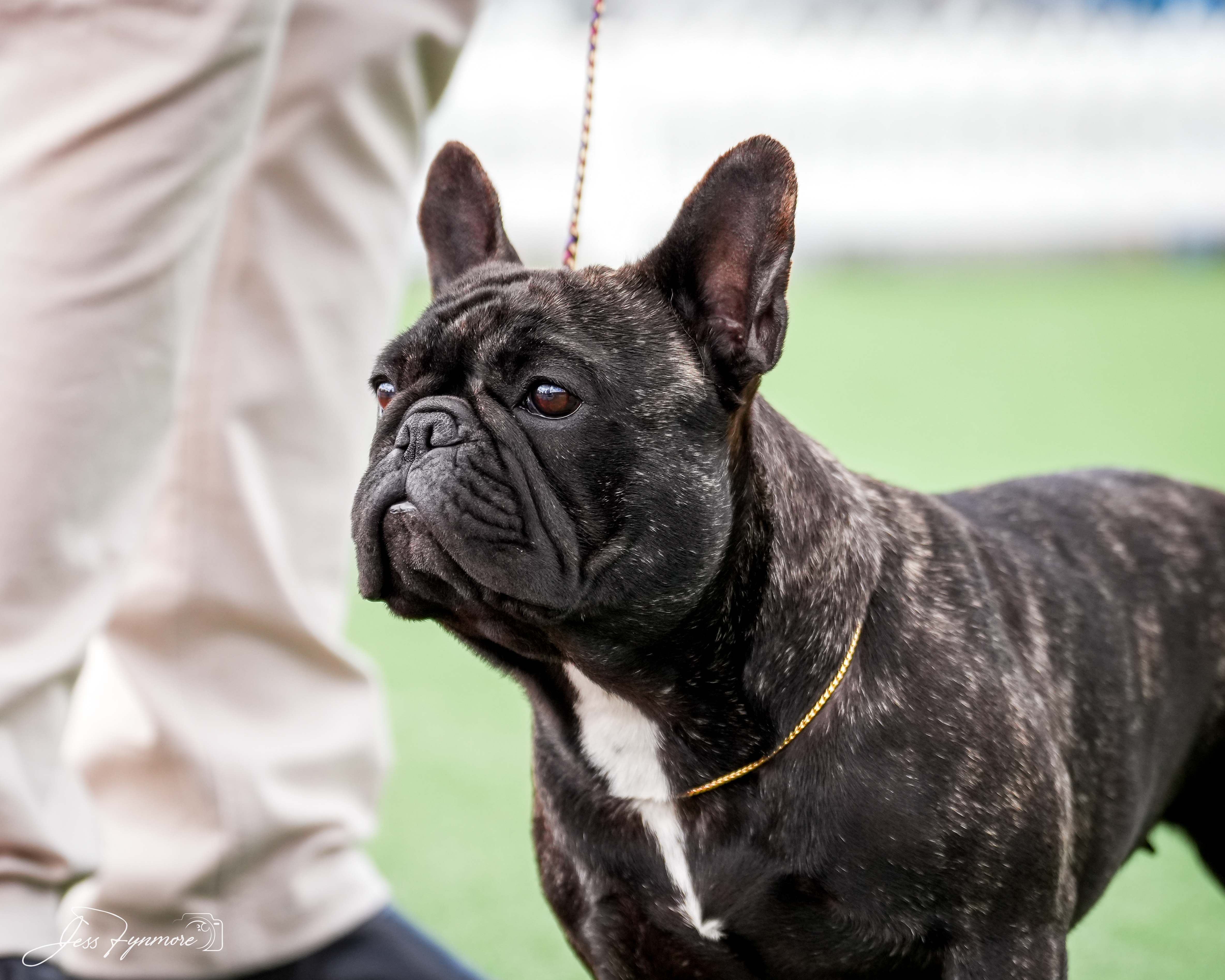 French Bulldog for sale by ODDSKI