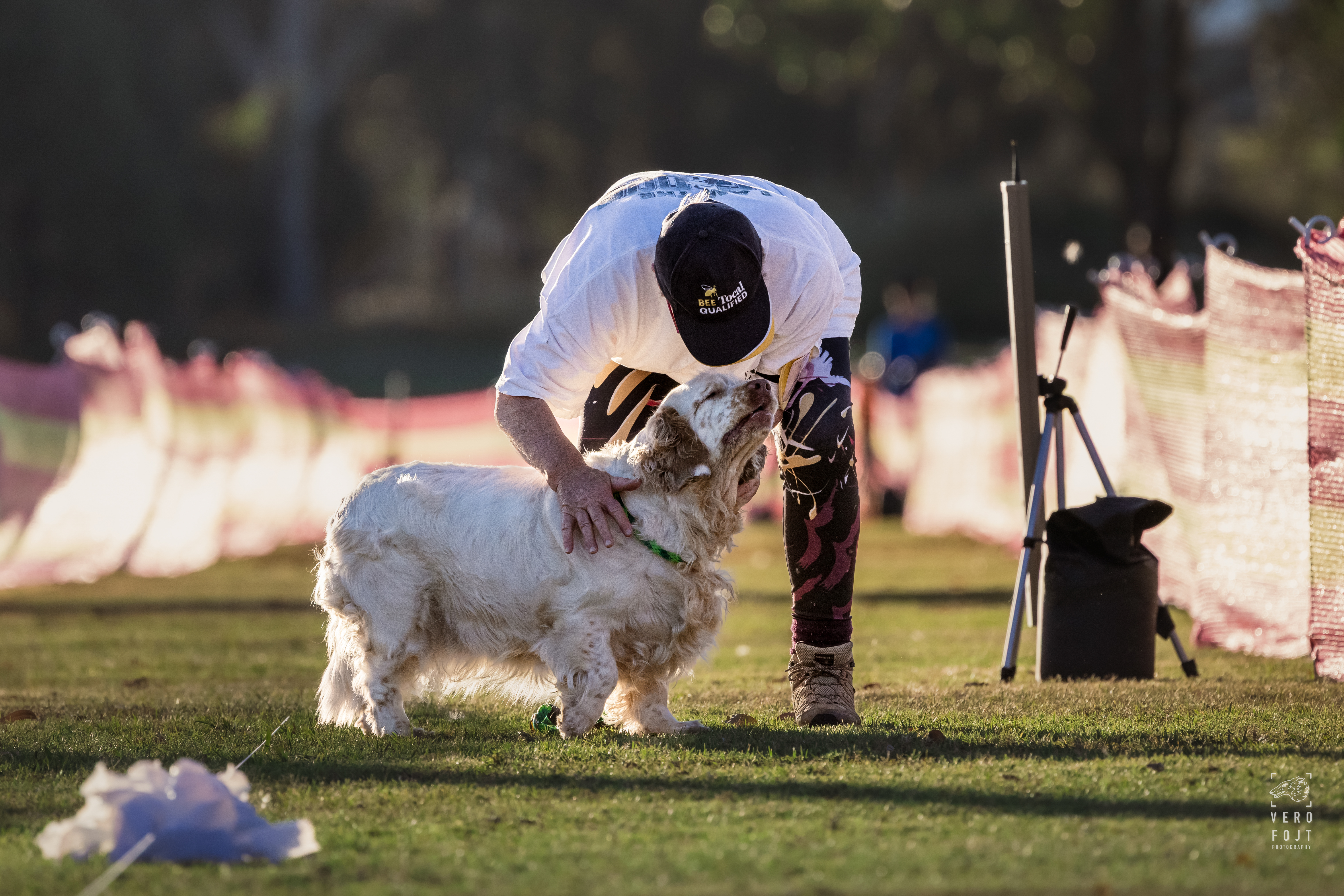 Clumber Spaniel for sale by MONSSANCTA