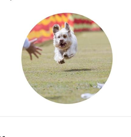 Clumber Spaniel for sale by MONSSANCTA