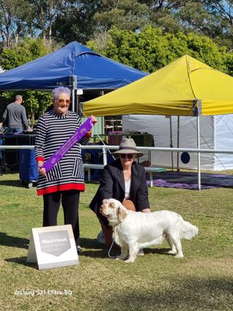 Clumber Spaniel for sale by MONSSANCTA