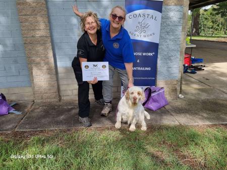 Clumber Spaniel for sale by MONSSANCTA