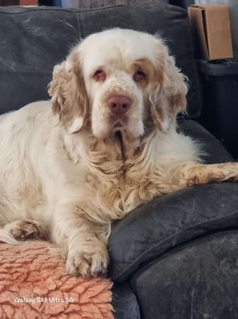 Clumber Spaniel for sale by MONSSANCTA