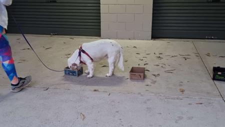 Clumber Spaniel for sale by MONSSANCTA