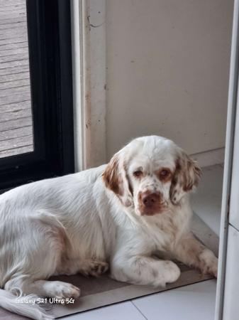 Clumber Spaniel for sale by MONSSANCTA