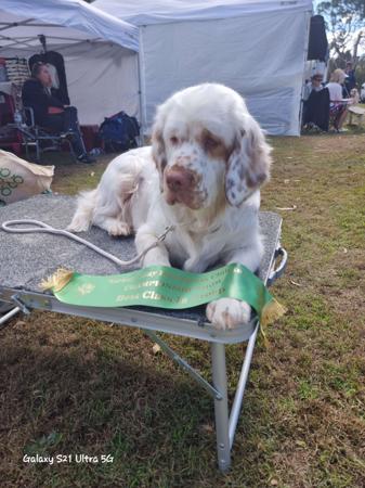 Clumber Spaniel for sale by MONSSANCTA