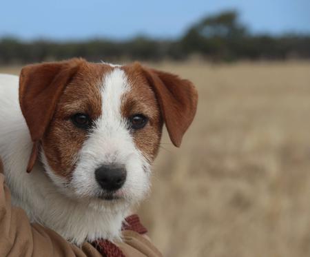 Jack Russell Terrier for sale by TAHJOBASSETHOUNDS