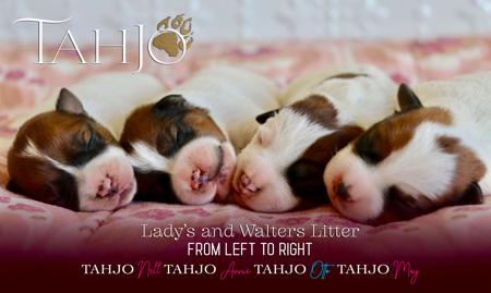 Jack Russell Terrier puppy for sale by TAHJO