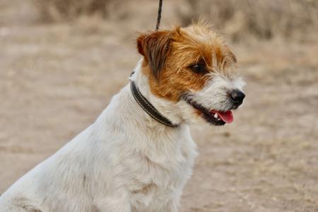 Jack Russell Terrier for sale by TAHJO