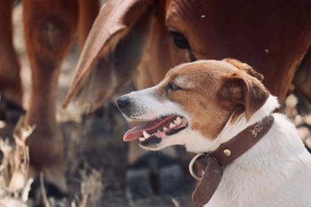 Jack Russell Terrier for sale by TAHJO