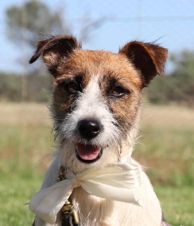 Jack Russell Terrier for sale by TAHJO