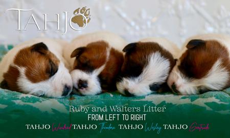 Jack Russell Terrier for sale by TAHJO