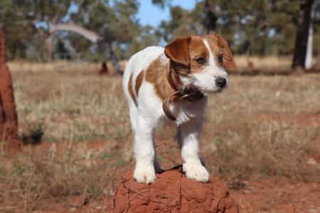 Jack Russell Terrier for sale by TAHJO