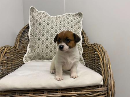 Jack Russell Terrier puppy for sale by TAHJOBASSETHOUNDS