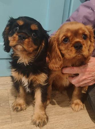 Cavalier King Charles Spaniel for sale by CAVAMICUS