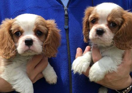 Cavalier King Charles Spaniel for sale by CAVAMICUS
