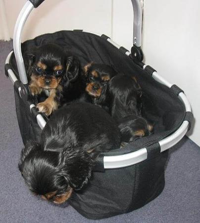 Cavalier King Charles Spaniel for sale by CAVAMICUS