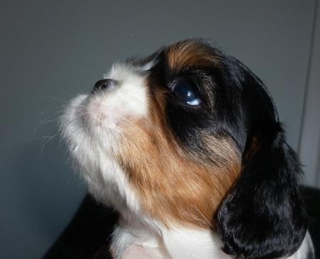 Cavalier King Charles Spaniel for sale by CAVAMICUS