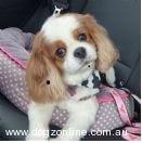 Cavalier King Charles Spaniel for sale by CAVAMICUS
