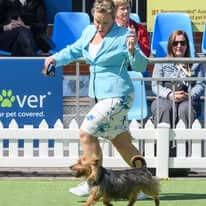 Australian Terrier puppy for sale by KYLOTT