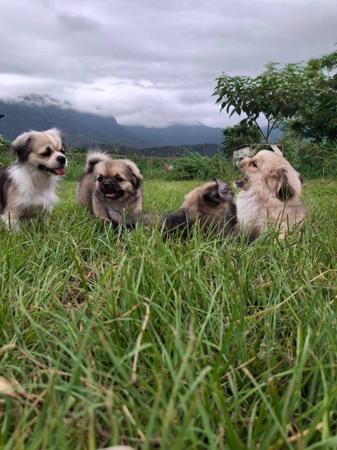 Tibetan Spaniel for sale by CHAMPASTAR