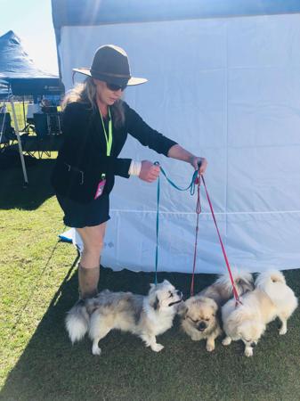 Tibetan Spaniel for sale by CHAMPASTAR