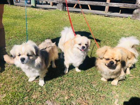 Tibetan Spaniel for sale by CHAMPASTAR