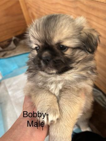 Tibetan Spaniel for sale by CHAMPASTAR