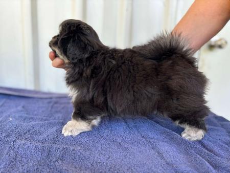 Tibetan Spaniel for sale by CHAMPASTAR