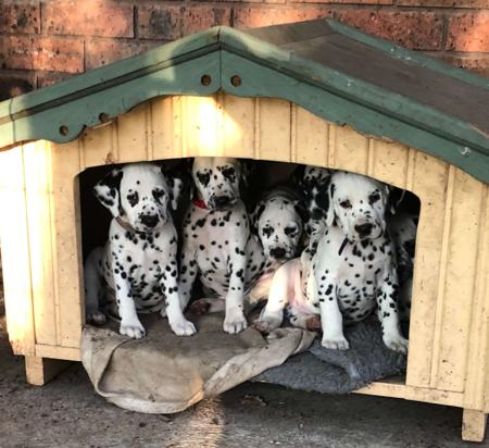 Dalmatian for sale by DEBTIN