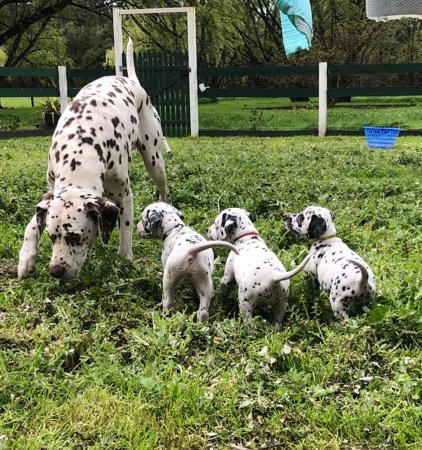 Dalmatian for sale by DEBTIN