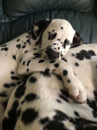 Dalmatian for sale by DEBTIN