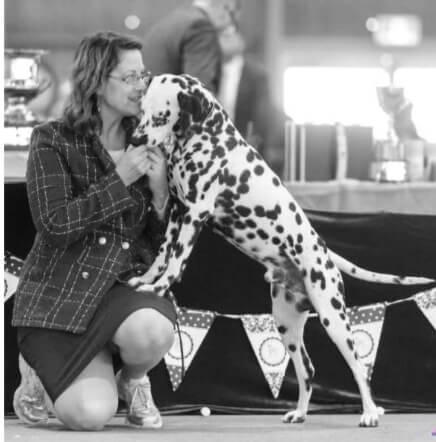 Dalmatian for sale by DEBTIN