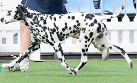 Dalmatian for sale by DEBTIN