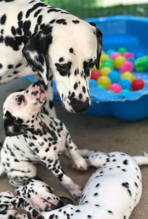 Dalmatian for sale by DEBTIN