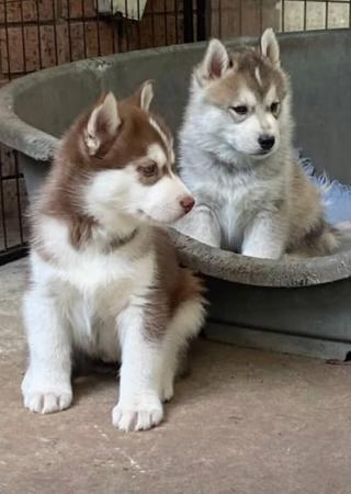 Siberian Husky for sale by DEBTIN