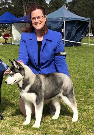 Siberian Husky for sale by DEBTIN