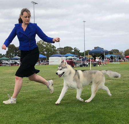 Siberian Husky for sale by DEBTIN