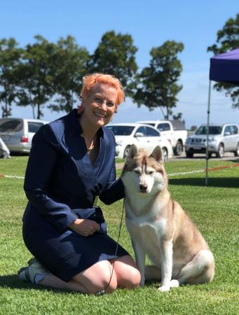 Siberian Husky for sale by DEBTIN