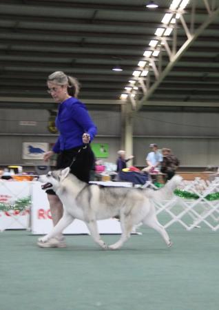 Siberian Husky for sale by DEBTIN