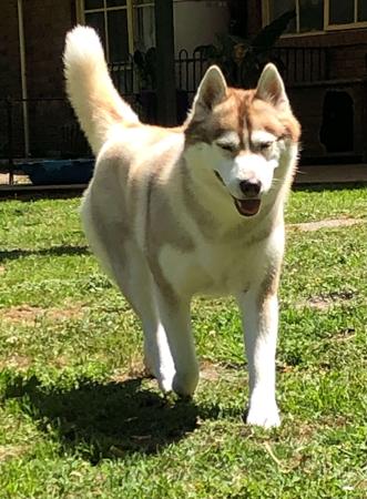 Siberian Husky for sale by DEBTIN