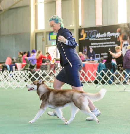 Siberian Husky for sale by DEBTIN