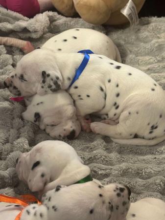 Dalmatian puppy for sale by STANOUT