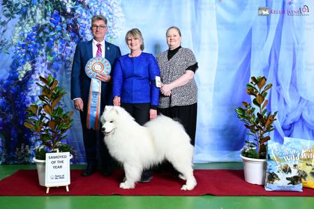 Samoyed puppy for sale by SAMAYAHSAMOYEDS
