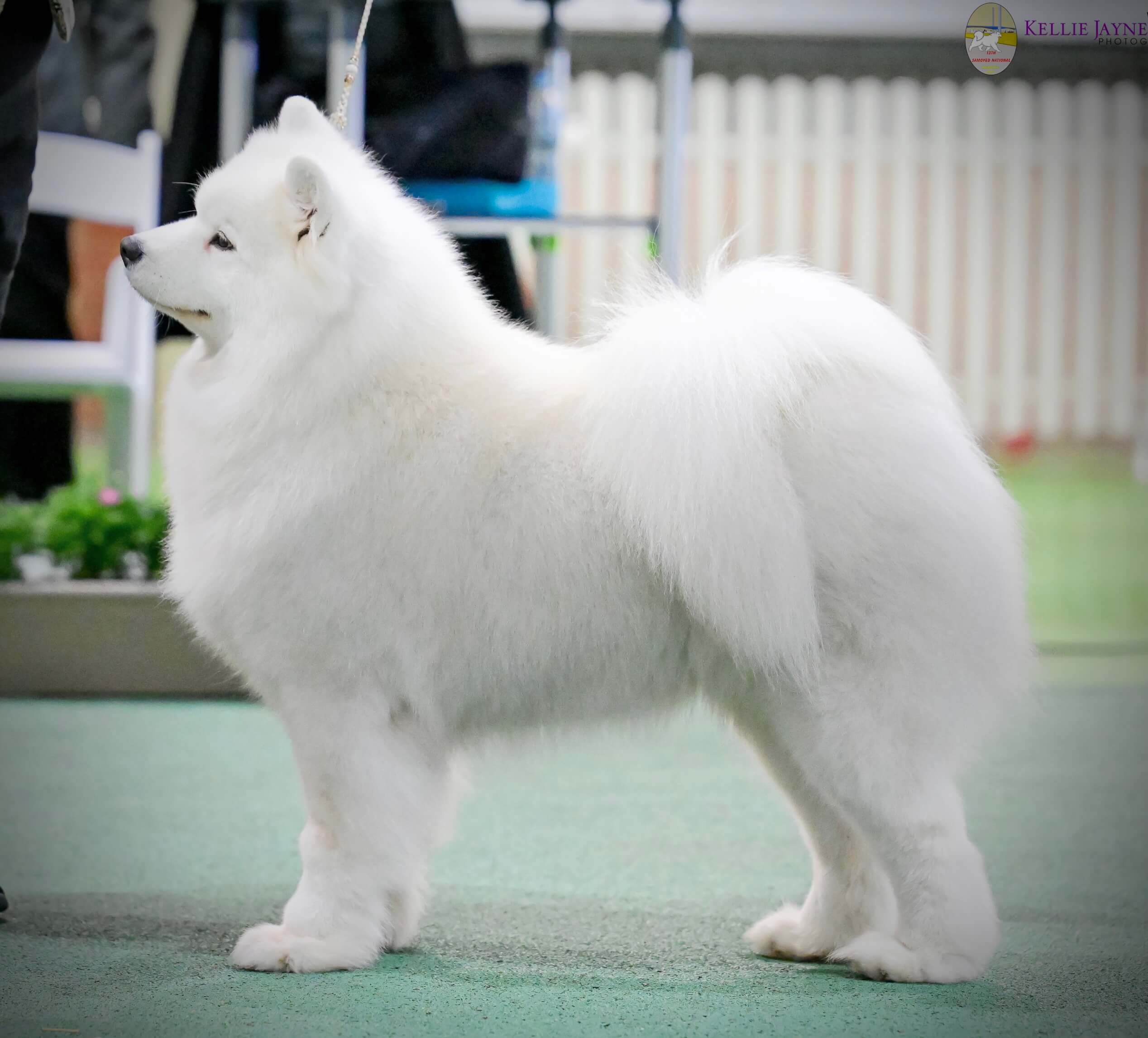 Dogs Rising Stars Royal Winter Bon Bon (IMP POL) Samoyed - Owned by Louisa Abramich