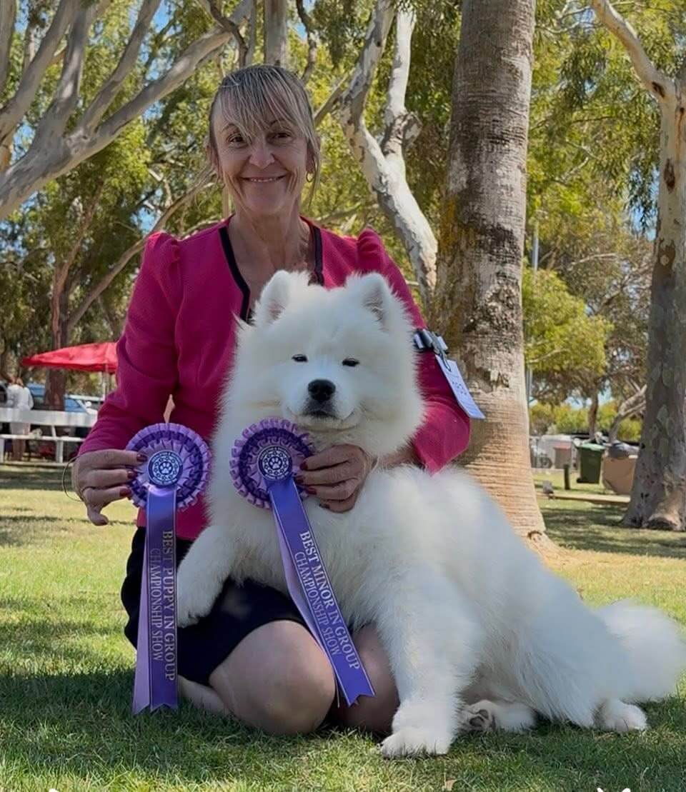 Dogs Rising Stars Samayah Dream Believer Samoyed - Owned by Kylene Micke